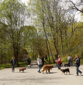 Dogwalker/hundrastare Onlineutbildning