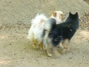 Dogwalker/hundrastare Onlineutbildning