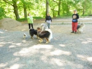 Hundinstruktörsutbildning online