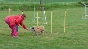 Dogwalker/hundrastare Onlineutbildning