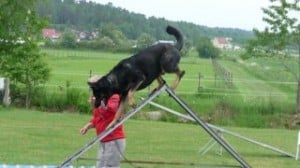 Dogwalker/hundrastare Onlineutbildning