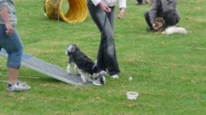 Dogwalker/hundrastare Onlineutbildning