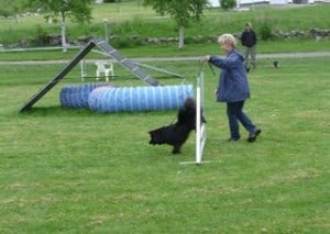Dogwalker/hundrastare Onlineutbildning