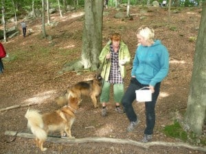 Dogwalker/hundrastare Onlineutbildning