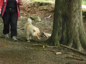 Karismatiskt föräldraskap