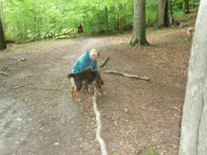 Dogwalker/hundrastare Onlineutbildning