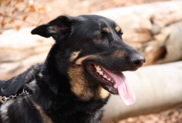 IMG_2261KarismaGuiden, problemhund IMG_2261KarismaGuiden, problemhund