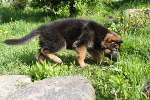 Dogwalker/hundrastare Onlineutbildning