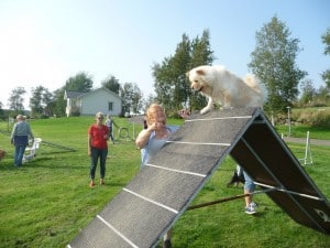Dogwalker/hundrastare Onlineutbildning