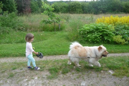 Dogwalker/hundrastare Onlineutbildning