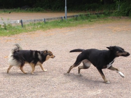 Dogwalker/hundrastare Onlineutbildning