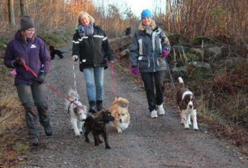 Hundpromenader/träning i Karismas regi Hundpromenader/träning i Karismas regi