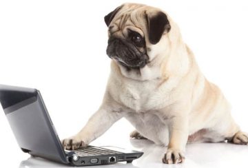 Duktiga hundinstruktörer har en bra utbildning