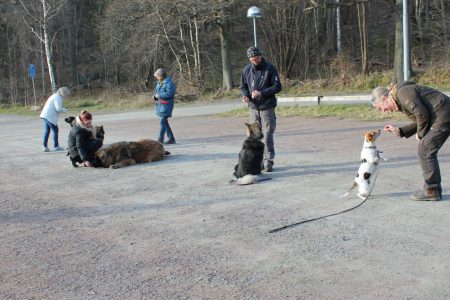 Dogwalker/hundrastare Onlineutbildning