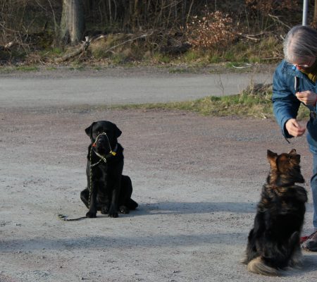 Dogwalker/hundrastare Onlineutbildning