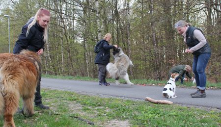 Dogwalker/hundrastare Onlineutbildning