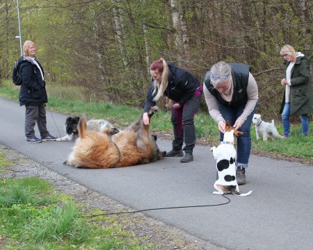 Dogwalker/hundrastare Onlineutbildning
