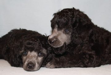 Valpkurser och hundkurser på Karisma fokuserar på relation före prestation!