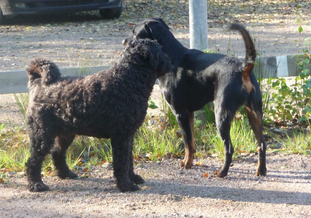 Hugo och Morgan