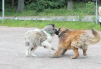 Kurs 5. Praktisk etologi – kommunikation på hundens villkor
