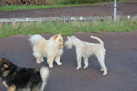 Dogwalker/hundrastare Onlineutbildning