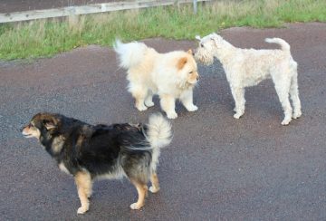 Hundkommunikation i höstrusk