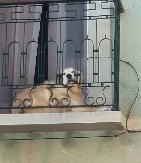 Hund på balkong