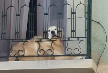 Hund på balkong
