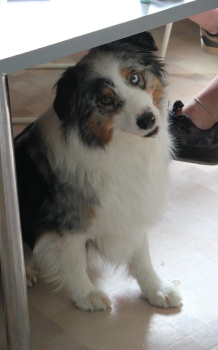 Dogwalker/hundrastare Onlineutbildning