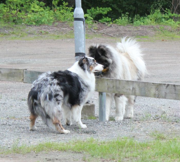Dogwalker/hundrastare Onlineutbildning
