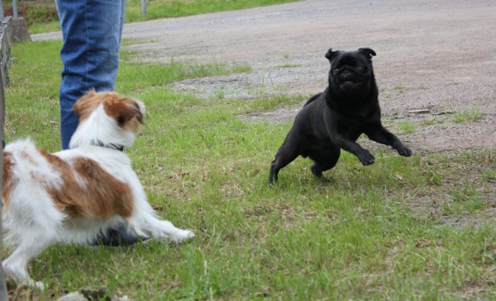 Dogwalker/hundrastare Onlineutbildning