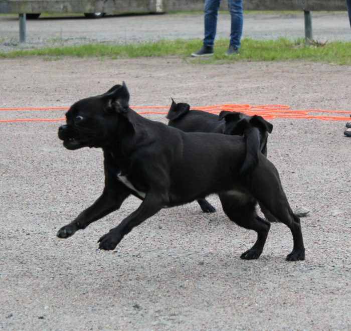 Dogwalker/hundrastare Onlineutbildning