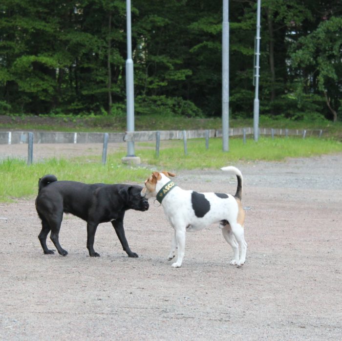 Dogwalker/hundrastare Onlineutbildning