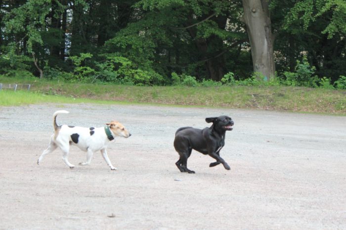 Dogwalker/hundrastare Onlineutbildning