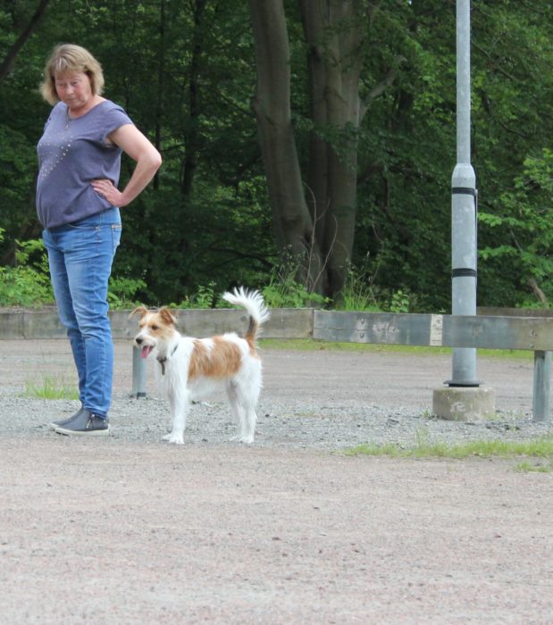 Dogwalker/hundrastare Onlineutbildning