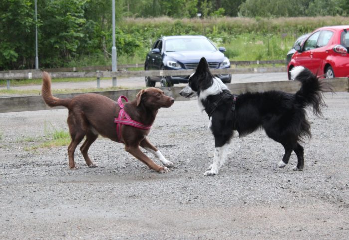 Dogwalker/hundrastare Onlineutbildning