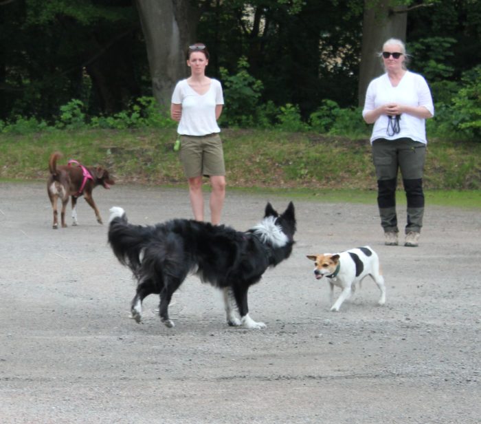 Dogwalker/hundrastare Onlineutbildning