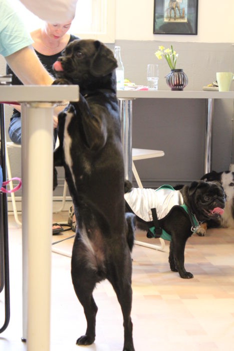 Dogwalker/hundrastare Onlineutbildning
