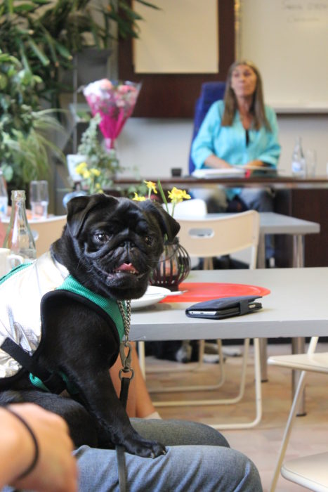 Dogwalker/hundrastare Onlineutbildning