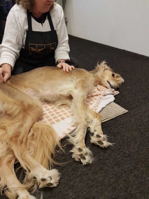 Dogwalker/hundrastare Onlineutbildning