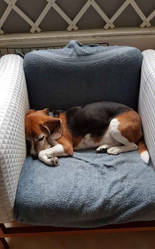 Hunddagisutbildning