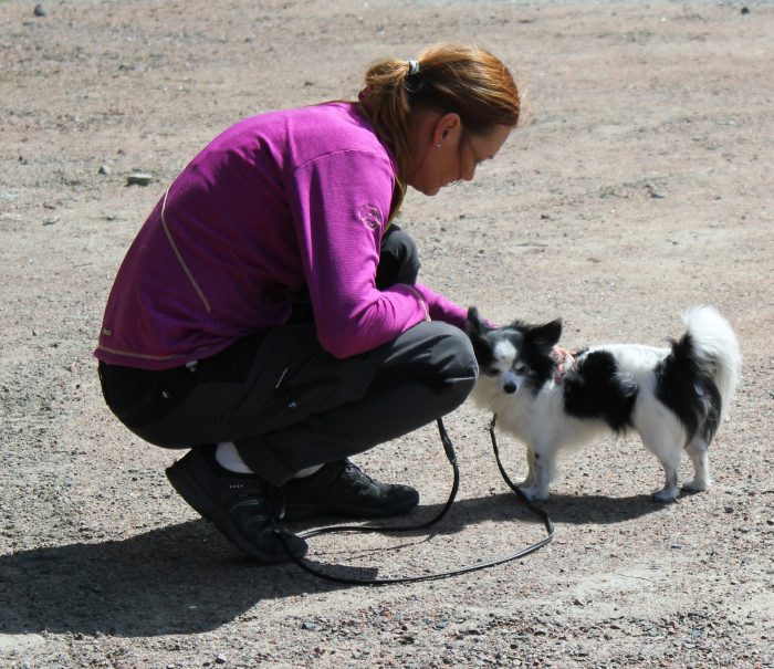 Dogwalker/hundrastare Onlineutbildning
