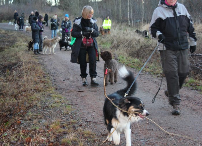 Dogwalker/hundrastare Onlineutbildning