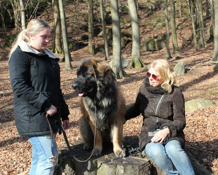 Dogwalker/hundrastare Onlineutbildning