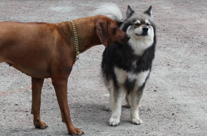 Dogwalker/hundrastare Onlineutbildning