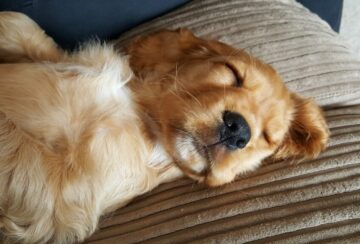 puppy-1906891_1280 sovande valp