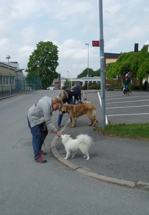 Hundkurs i repris Göteborg, Mölndal