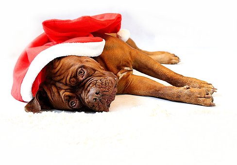 Juletid kan bli julefrid - för hunden