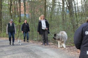 hundinstruktör-online-distans