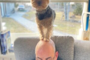 Specialicerad kynolog/Hundpsykolog